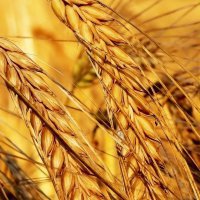 В Пензенской области собрано 1,4 млн тонн зерна