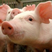 Фермерам Колышлейского района правительство Пензенской области возместит убытки от уничтожения свиней