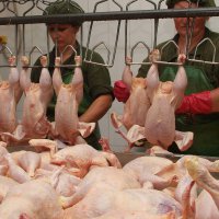 В Пензенской области отмечается высокий прирост выпуска мяса птицы