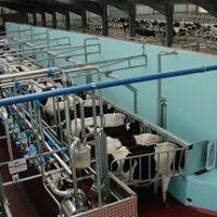 Пензенскую область выделили за прирост молочной продуктивности