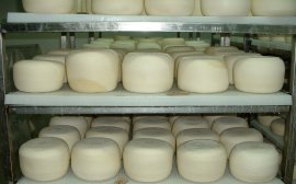 В Пензенской области открылся кооператив по производству сыров‍