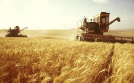 Пензенская область стала лидером ПФО по урожаю зерновых и свеклы‍