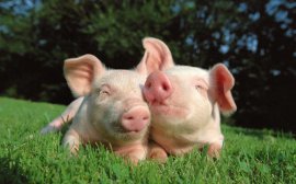 В Пензенской области появится свиноводческий комплекс за 750 млн