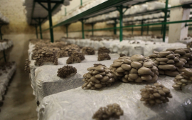 ВТБ профинансировал открытие крупного грибоводческого комплекса в Пензенской области