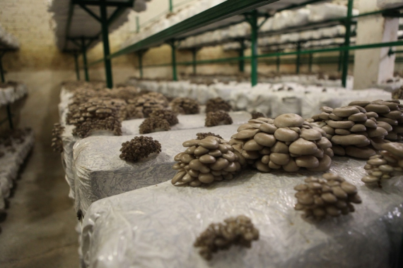 ВТБ профинансировал открытие крупного грибоводческого комплекса в Пензенской области