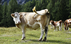 В Пензенской области выросли показатели животноводства