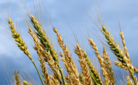 Власти Пензенской области надеются на рекордный урожай зерна