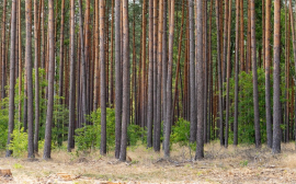 В Пензенской области доходы от лесов достигли 55,9 млн рублей
