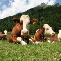 Минсельхоз: Для фермеров Пензенской области объявлен конкурс на грант