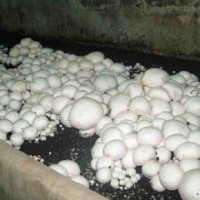 Пензенский Минсельхоз пытается не допустить перепроизводства грибов