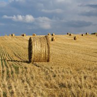 Аграрии Пензенской области превысили план по заготовке кормов