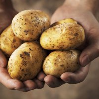 В Пензенской области выращено рекордное количество урожая картофеля