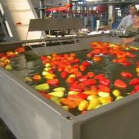 В Пензенской области появится завод по переработке плодово-ягодной продукции