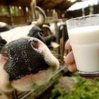 Пензенская область вошла в 30-ку лучших регионов-производителей молока