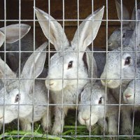 Поголовье кроликов в Пензенской области за 10 лет выросло в 4 раза