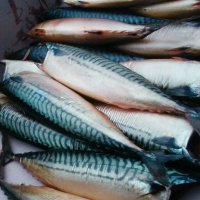 Пензенская область заняла второе место по выпуску товарной рыбы