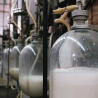 Пензенская область намерена поставить более 300 тысяч молока