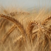 В Пензенской области планируют собрать 1,7 млн тонн зерна