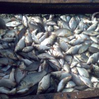 В Пензе рассмотрели вопросы развития рыбоводства