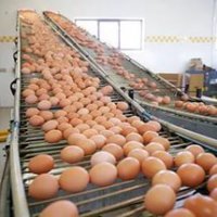 Пензенскую область признали лидером ПФО по приросту производства яиц