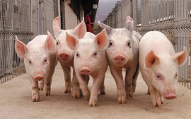 В Пензенской области построят два новых свинокомплекса‍