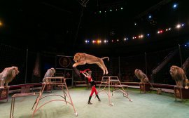 Пензенский государственный цирк откроется в 2019 году‍