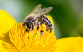 В Пензенской области защитят медоносных пчел