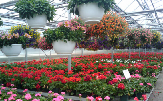 В Мокшане инвестор расширяет производство тепличных цветов