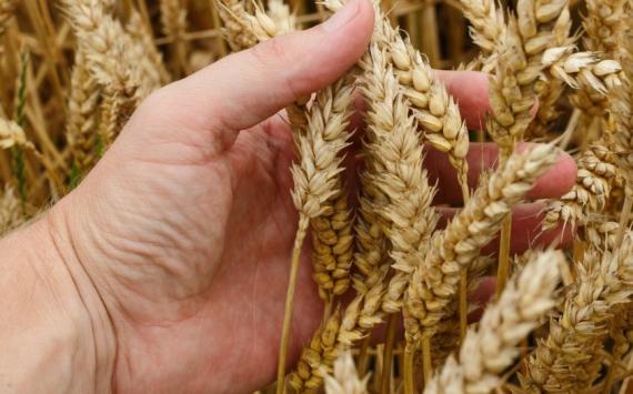 В Пензенской области аграрии намерены собрать 2,8 млн тонн зерновых