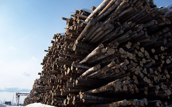 Пензенская область планирует пополнить бюджет за счёт лесного хозяйства на 100 млн рублей