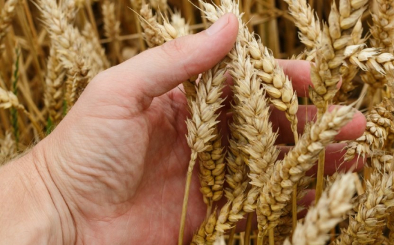 В Пензенской области собрали рекордный урожай зерна в 3 млн тонн
