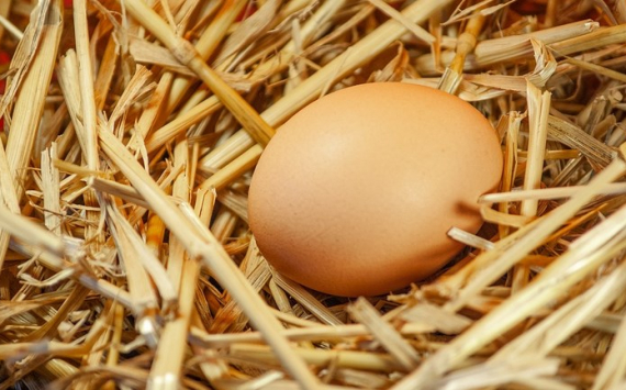 В Пензенскую область начнут поставляться яйцо индейки из Тюмени