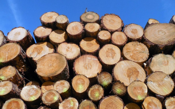Россия из-за санкций потеряла 22 млрд рублей на экспорте дерева