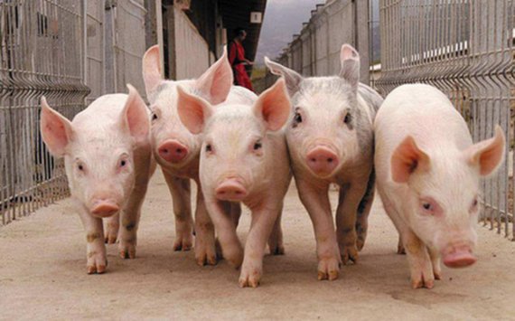 В Пензенской области построят два новых свинокомплекса‍