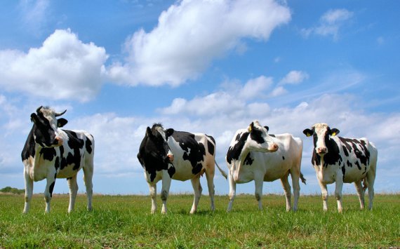 В Пензенской области увеличилось производство мяса и молока