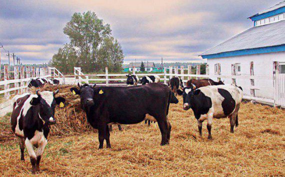 Пензенская область стала лидером ПФО по развитию животноводства