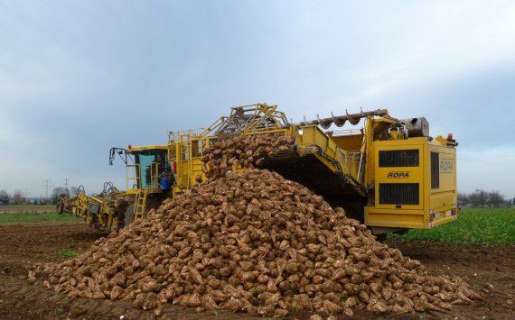 Аграрии Пензенской области собрали 2,4 млн тонн сахарной свеклы