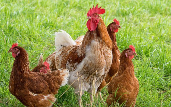 Пензенская область выйдет в лидеры по производству мяса птицы