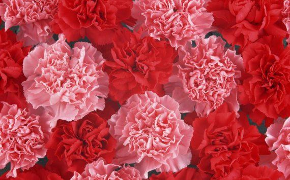 Пензенская Дума потратит 150 тыс. руб на цветы‍