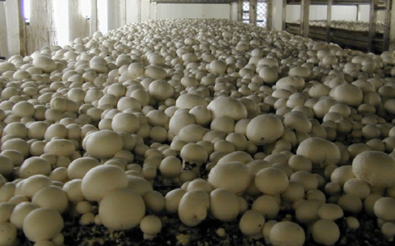 В Пензенской области в производство грибов инвестируют 1,45 млрд рублей