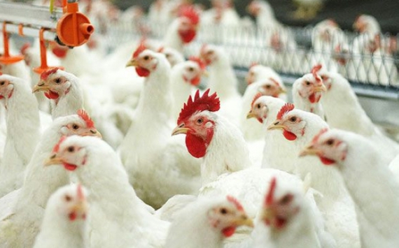 В Пензенской области производство скота и птицы выросло на 11,1%