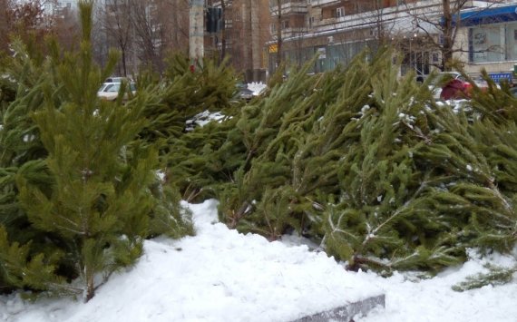 В Пензе новогодними елками разрешат торговать за 6592 рубля