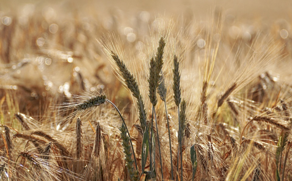 Пензенская область заняла 2 место в ПФО по урожайности зерновых