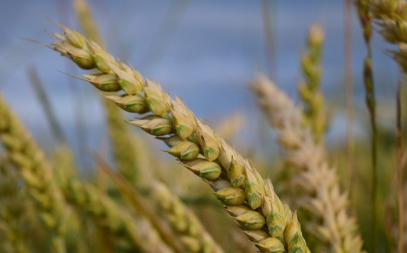 Пензенская область стала лидером ПФО по производству зерна и свеклы